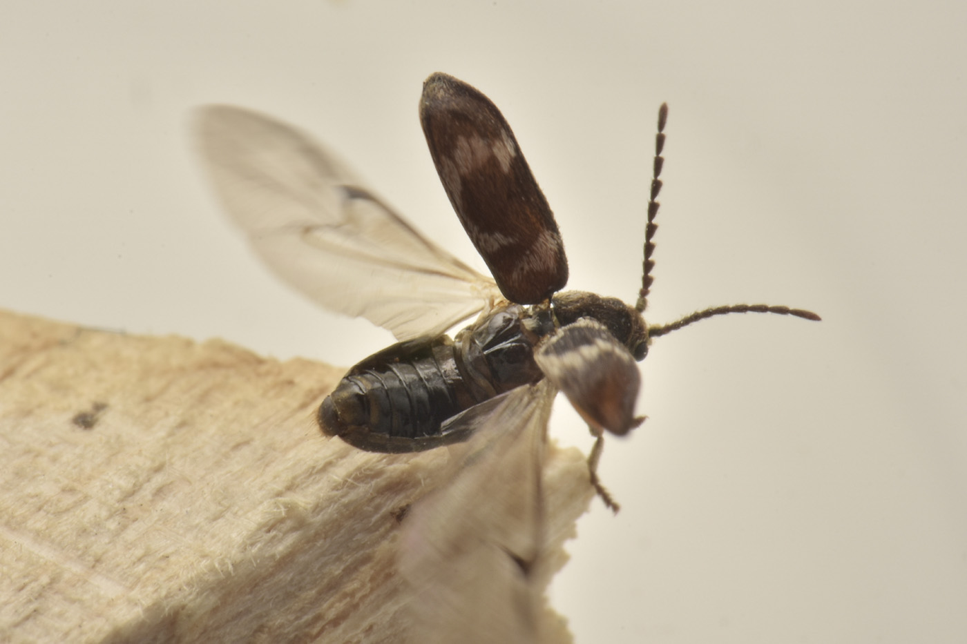 Anobiidae: Ptinomorphus regalis? Sì.